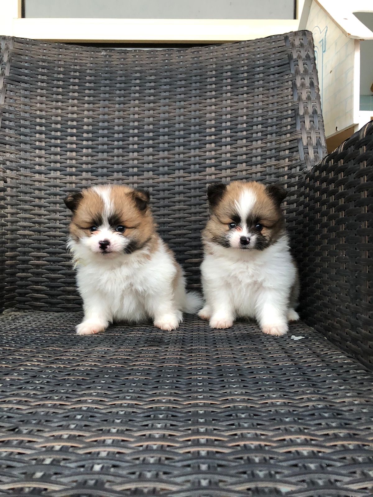 Ghadaspets
