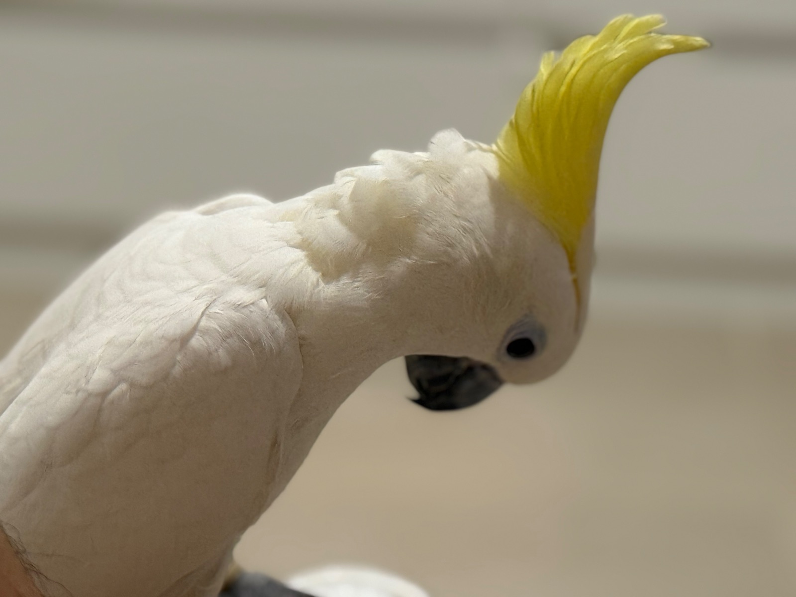 Australian Yellow Crescent Cockatoo