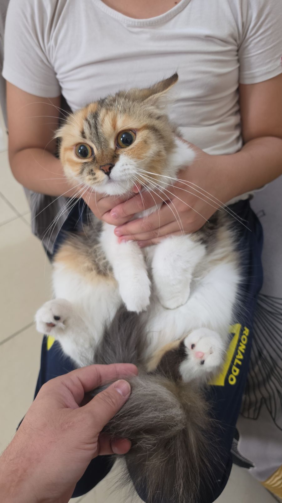 Female Persian Kitten for Adoption Persian in Ajman