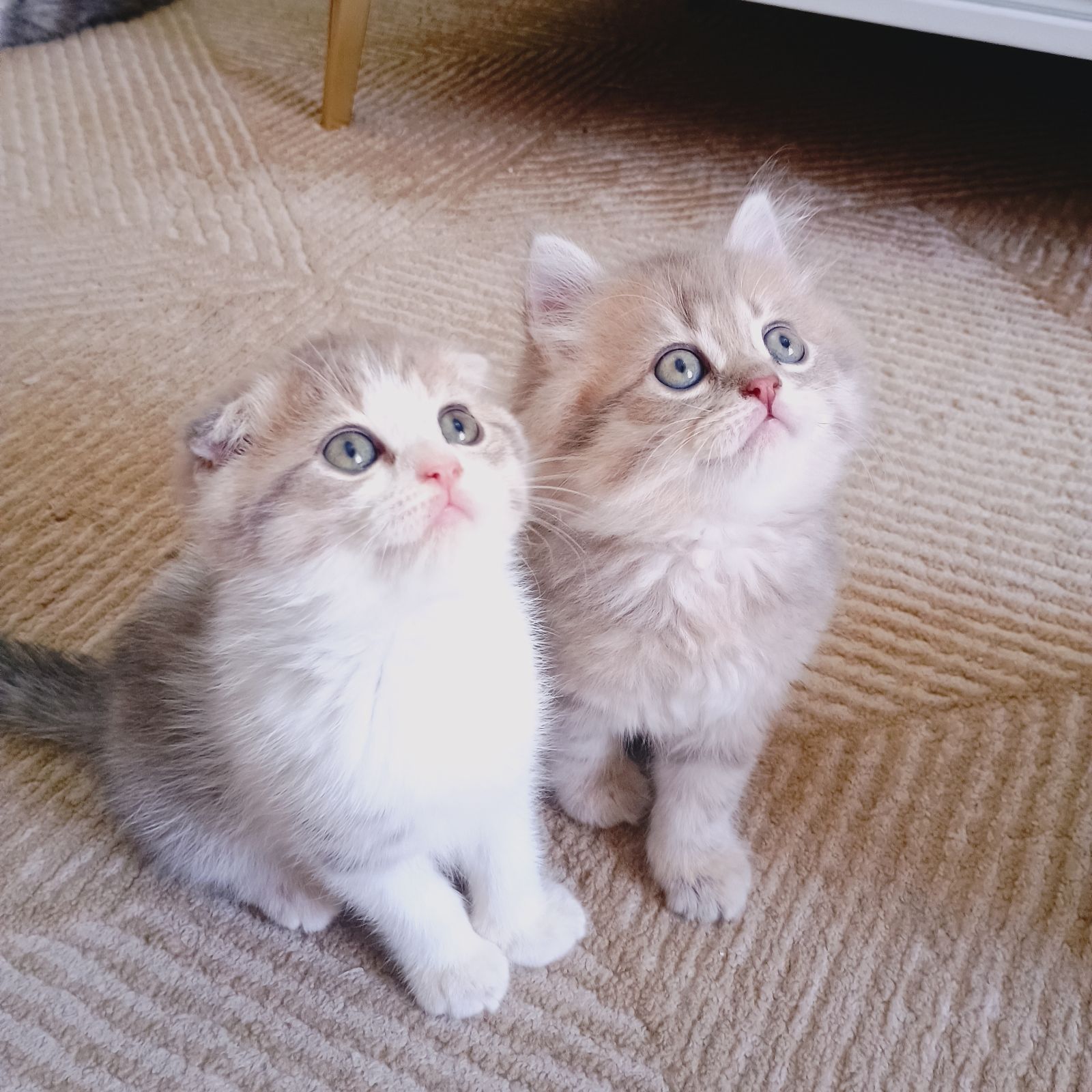 Pure British shorthair kittens available