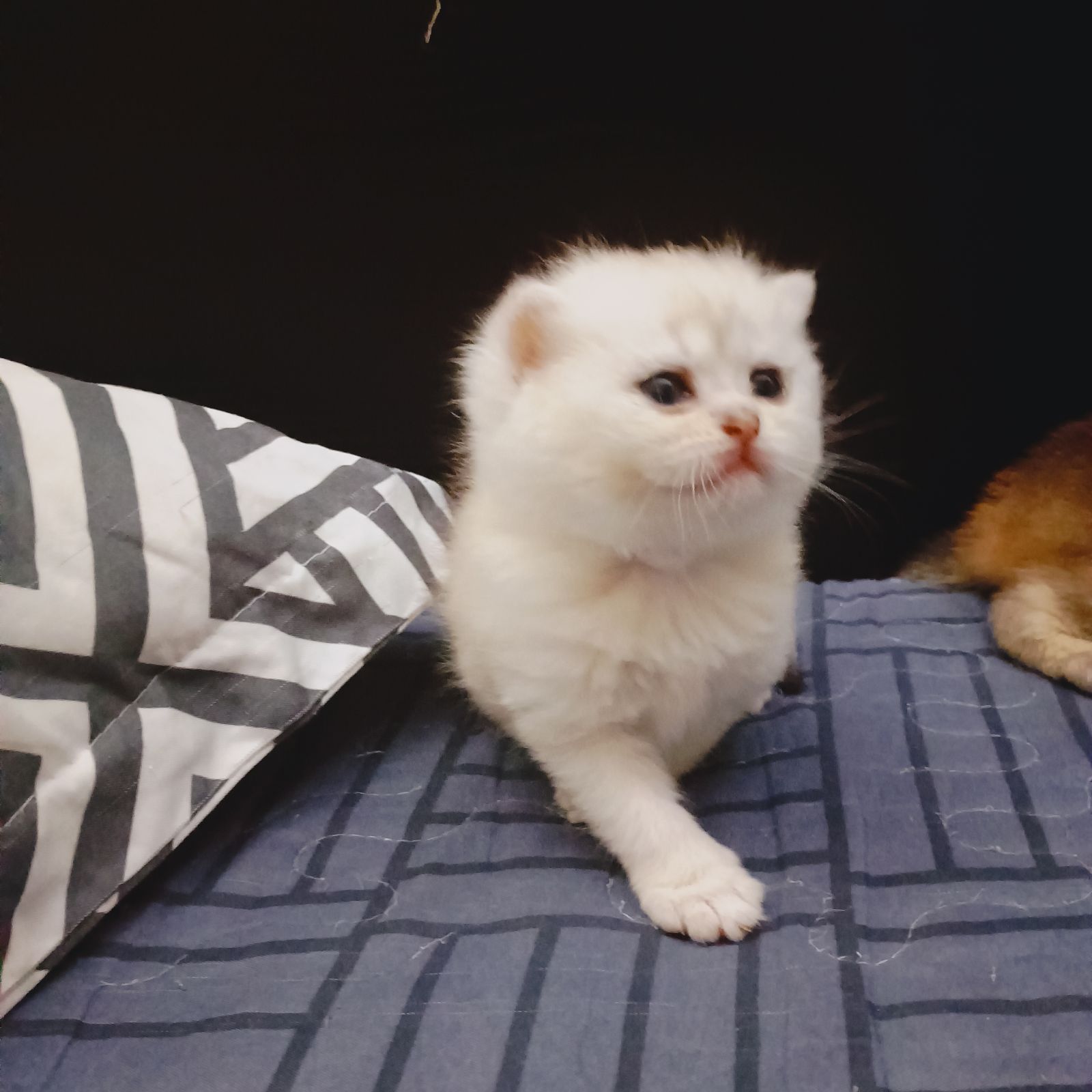 Luxury pure breed chinchilla ny11 kittens
