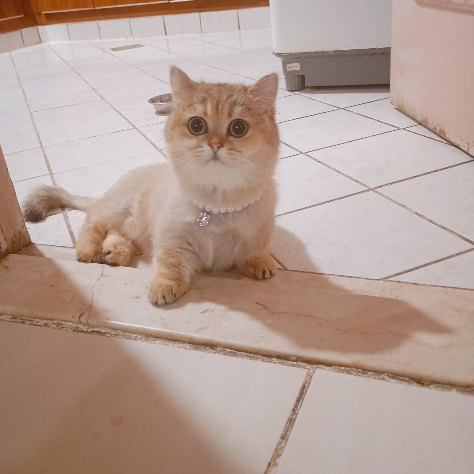 Top luxury pure chinchilla ny11 munchkin female cat