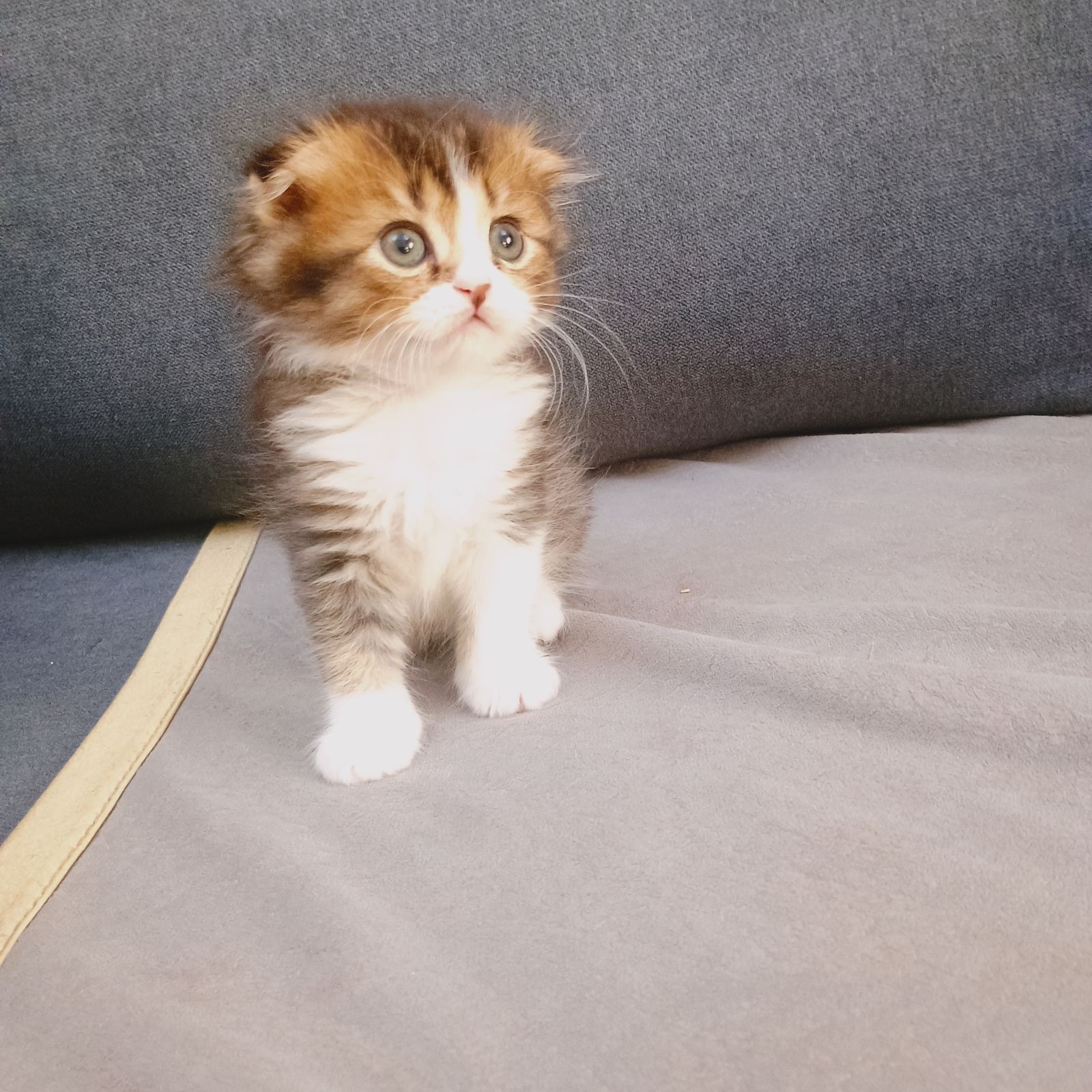Beautiful pure kittens Scottish fold straight males females