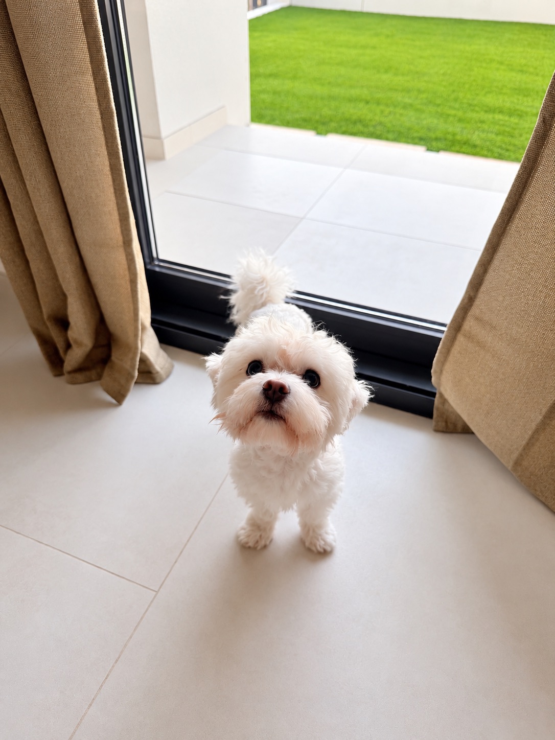 Maltese Boy, 1 Year Old – Free Adoption to Loving Home