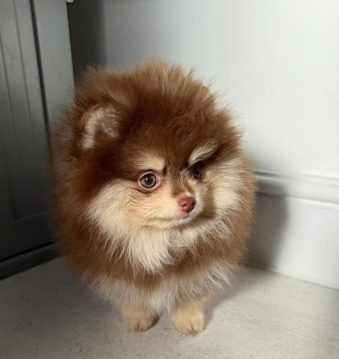 Cute Fluffy pomeranian Puppies