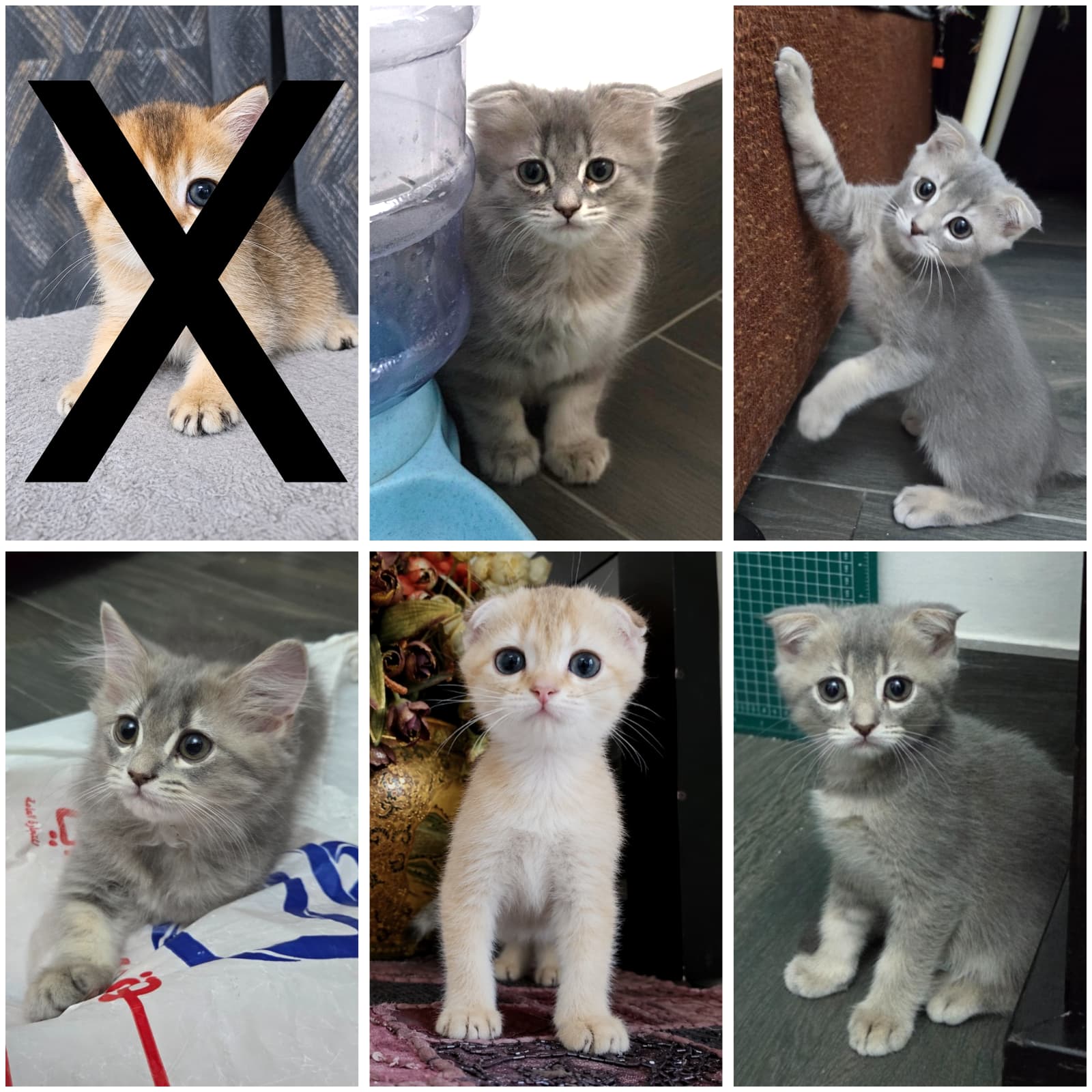 Scottish cats for sale