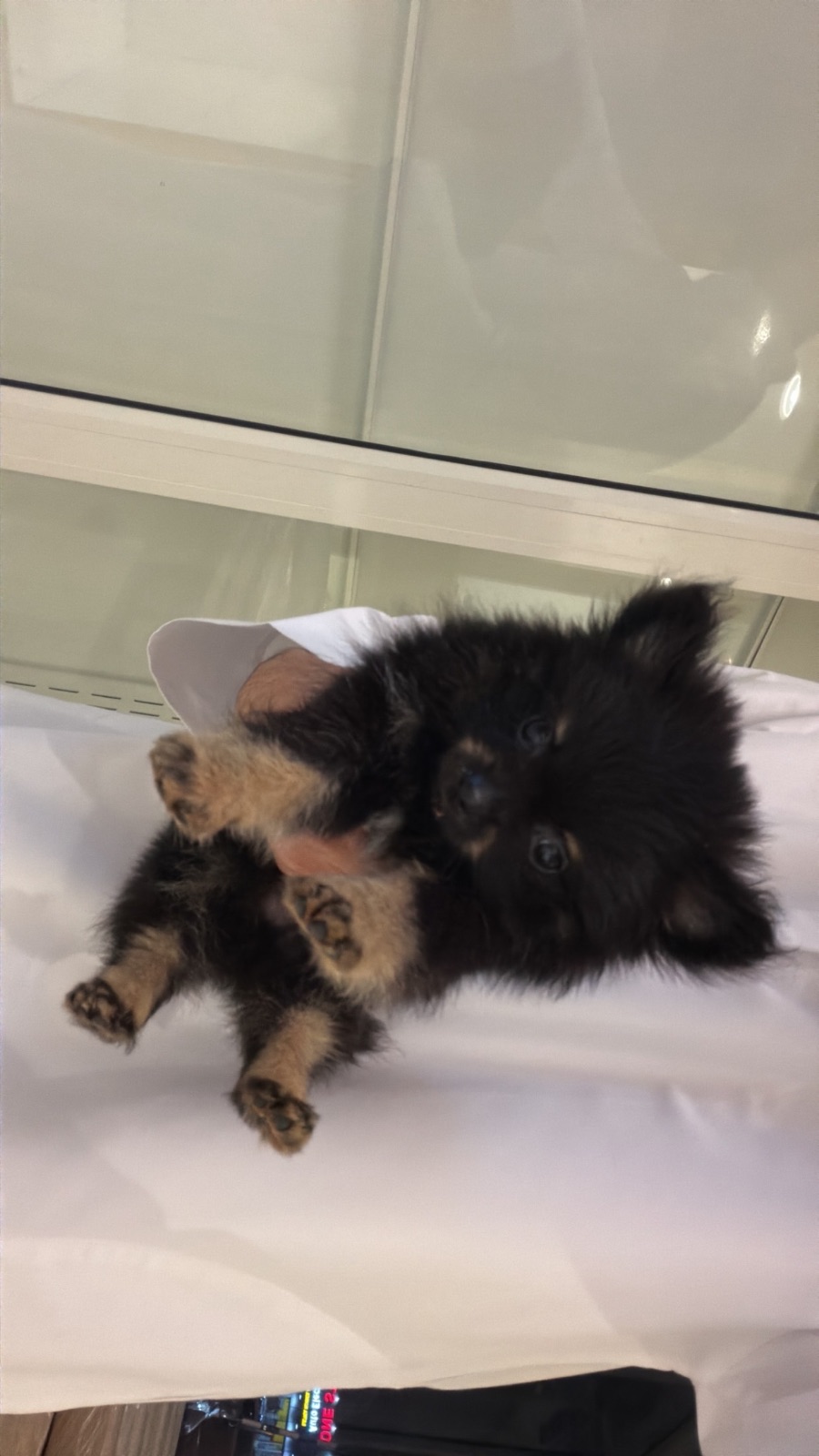 Rak Pomeranian in Ras Al Khaimah