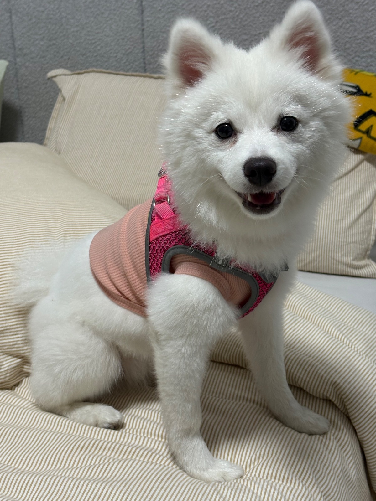 Japanese Spitz