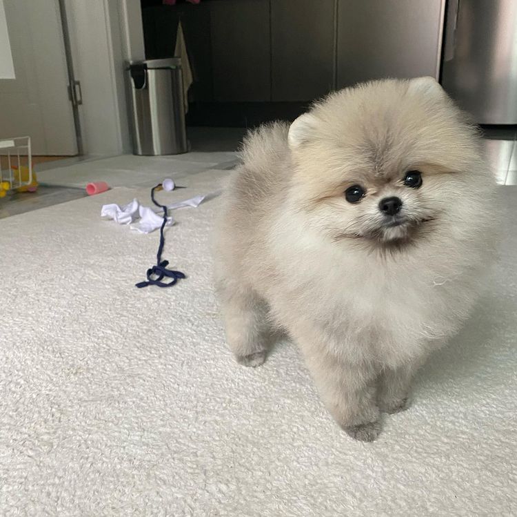Gorgeous 14 Weeks-old Pomeranian Puppy for sale Pomeranian in Abu Dhabi