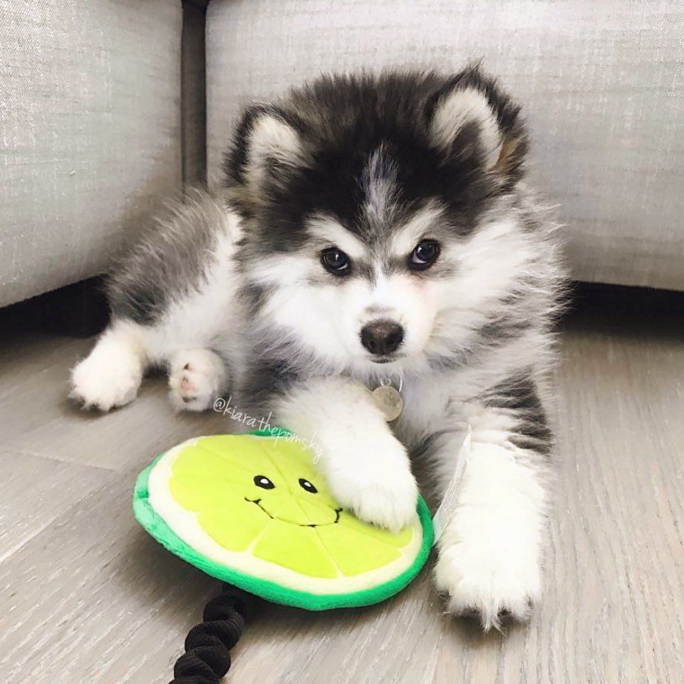 Cute Fluffy Pomski puppy black and white