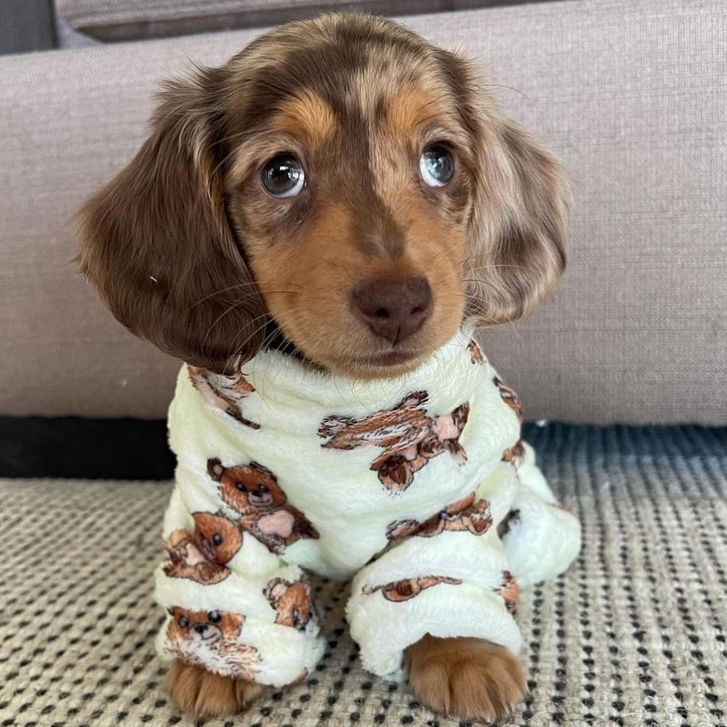 Sweet Dachshund puppy for adoption