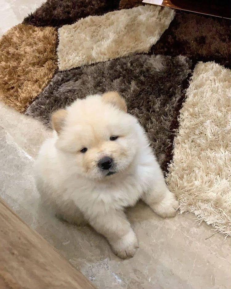 Adorable 13 weeks old Chow Chow Puppy for adoption