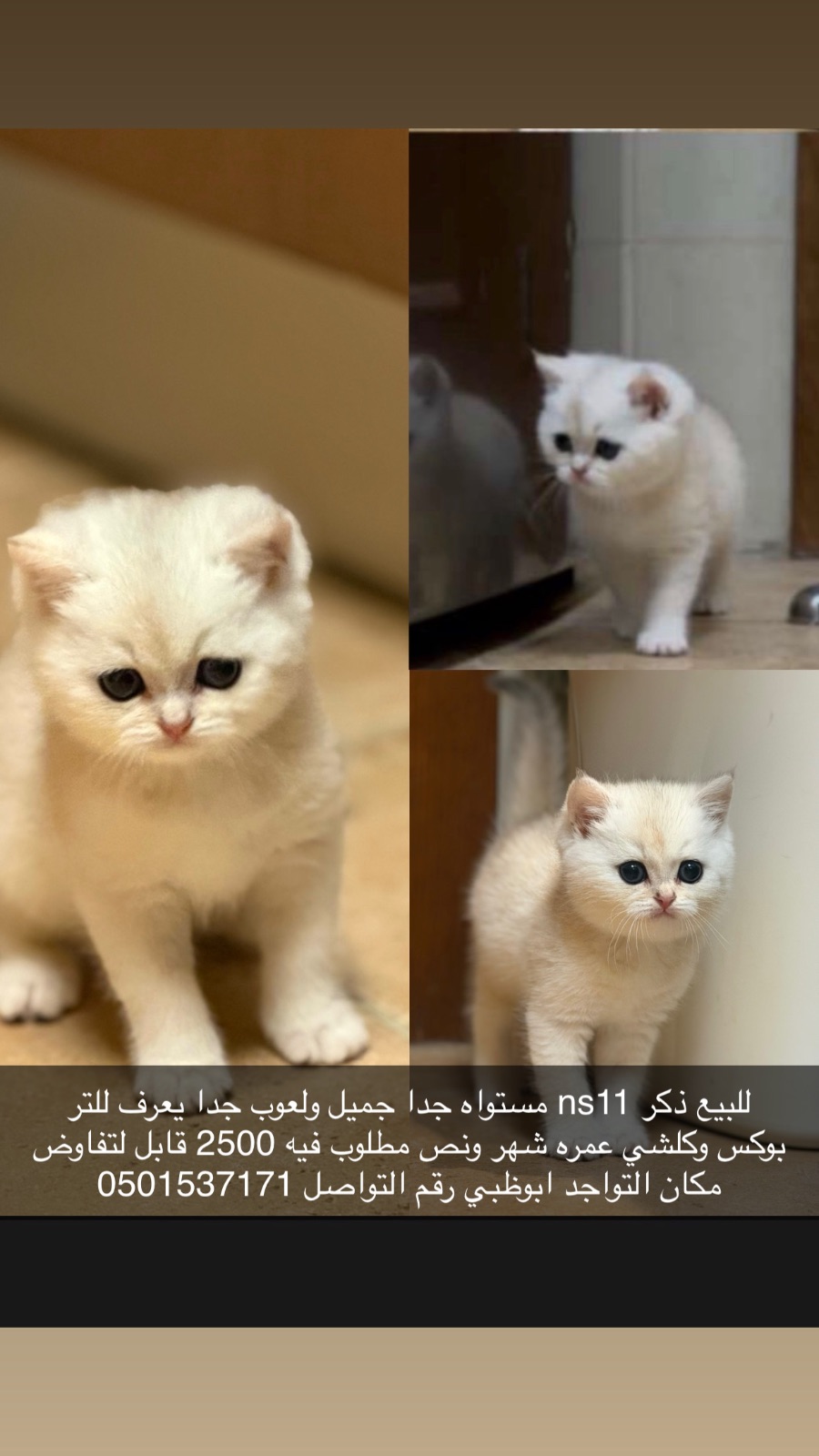 ذكر برتش