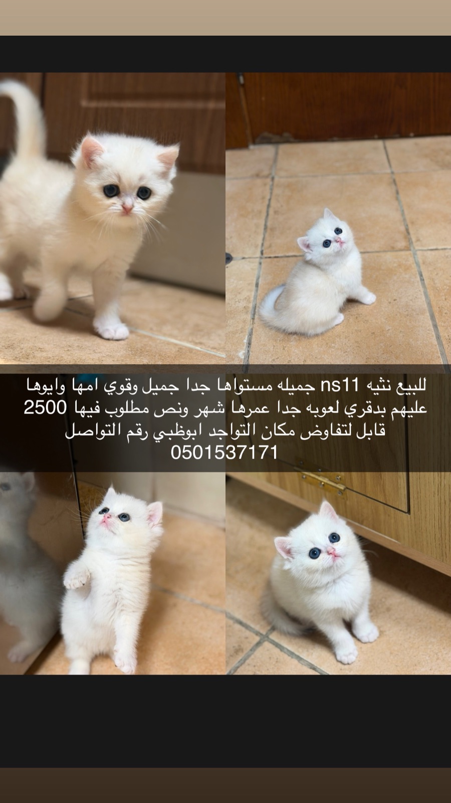 انثى ns11