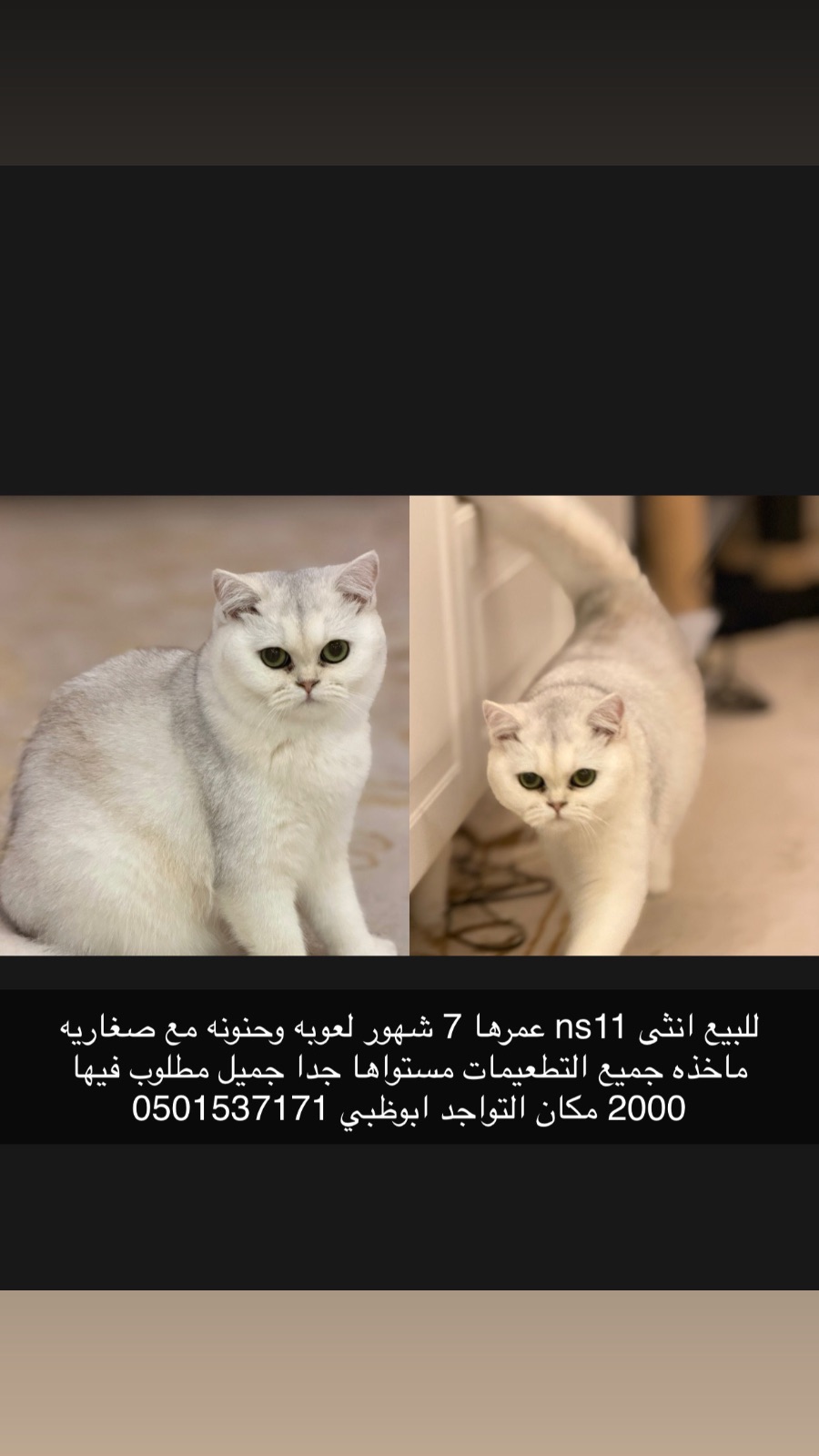انثى ns11