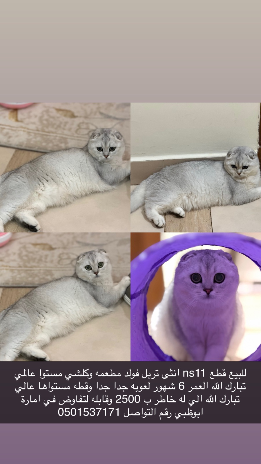 انثى سكوتش دبل فولد ns11