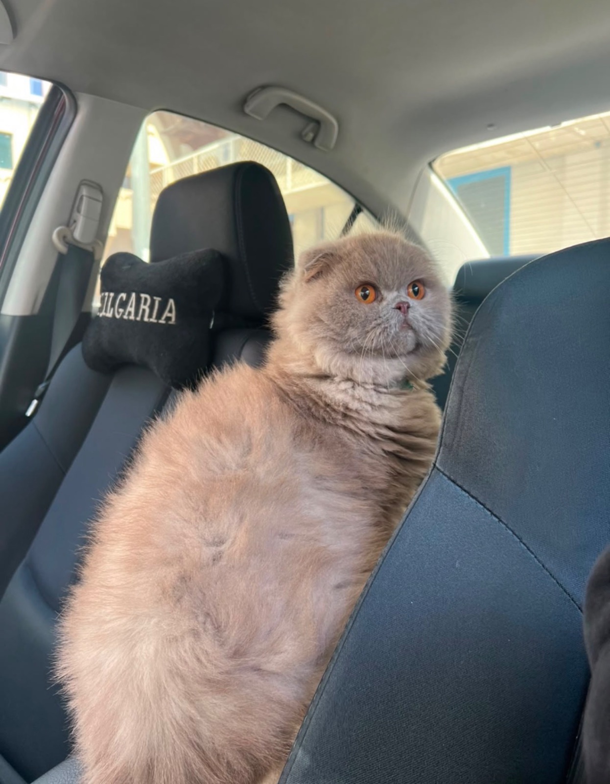 Scottish fold mix