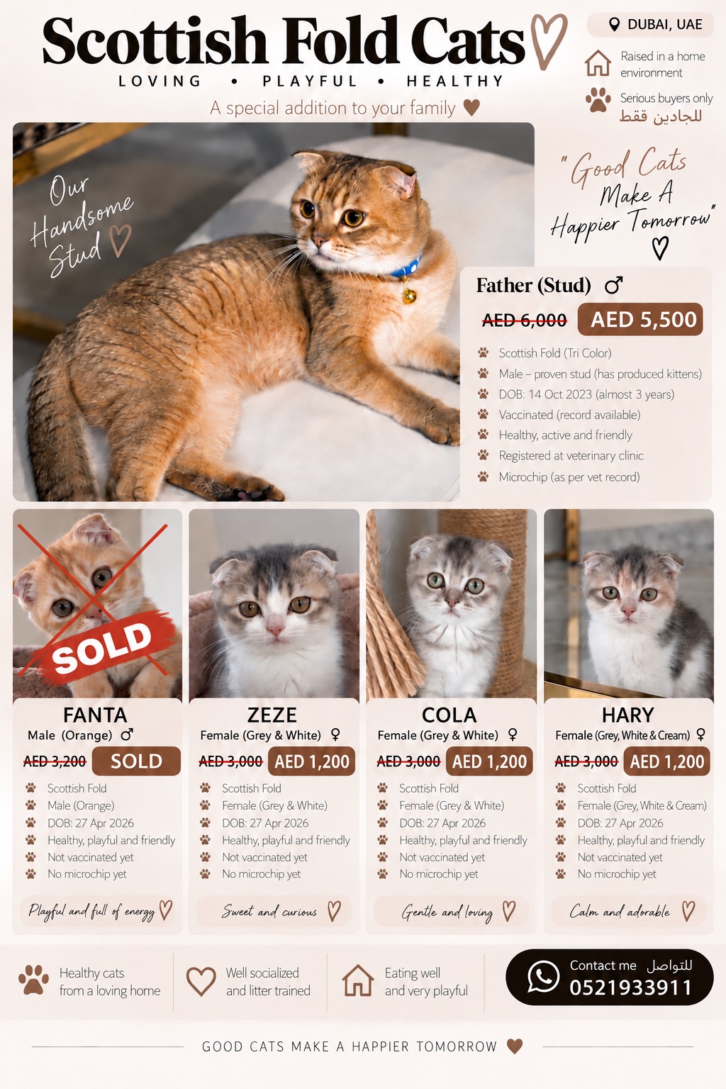 Scottish fold cats ✨
