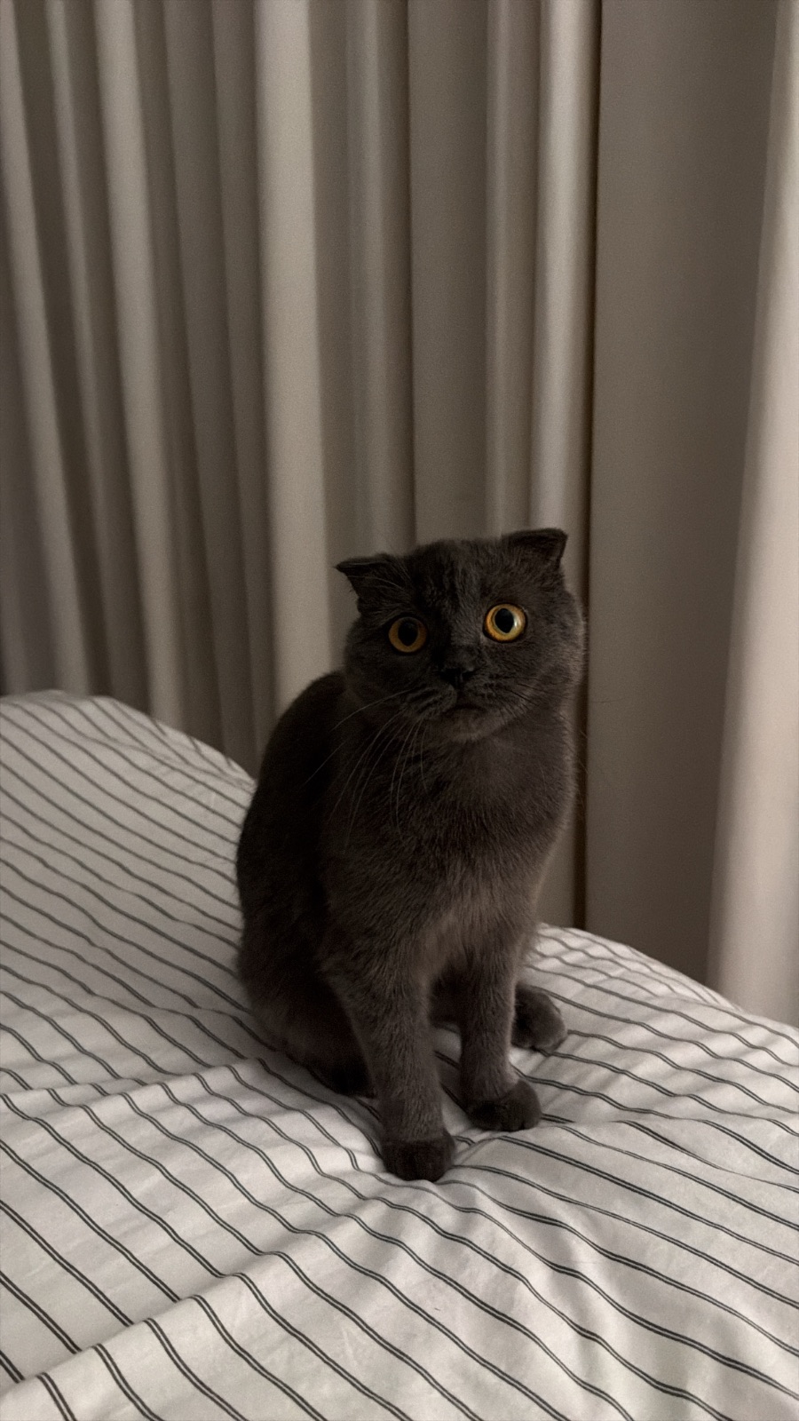 قطة للبيع Scottish Fold in Al Ain