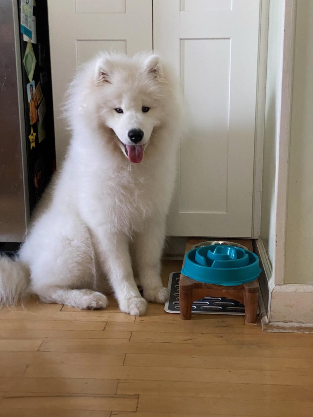 5 months old Samoyed puppy