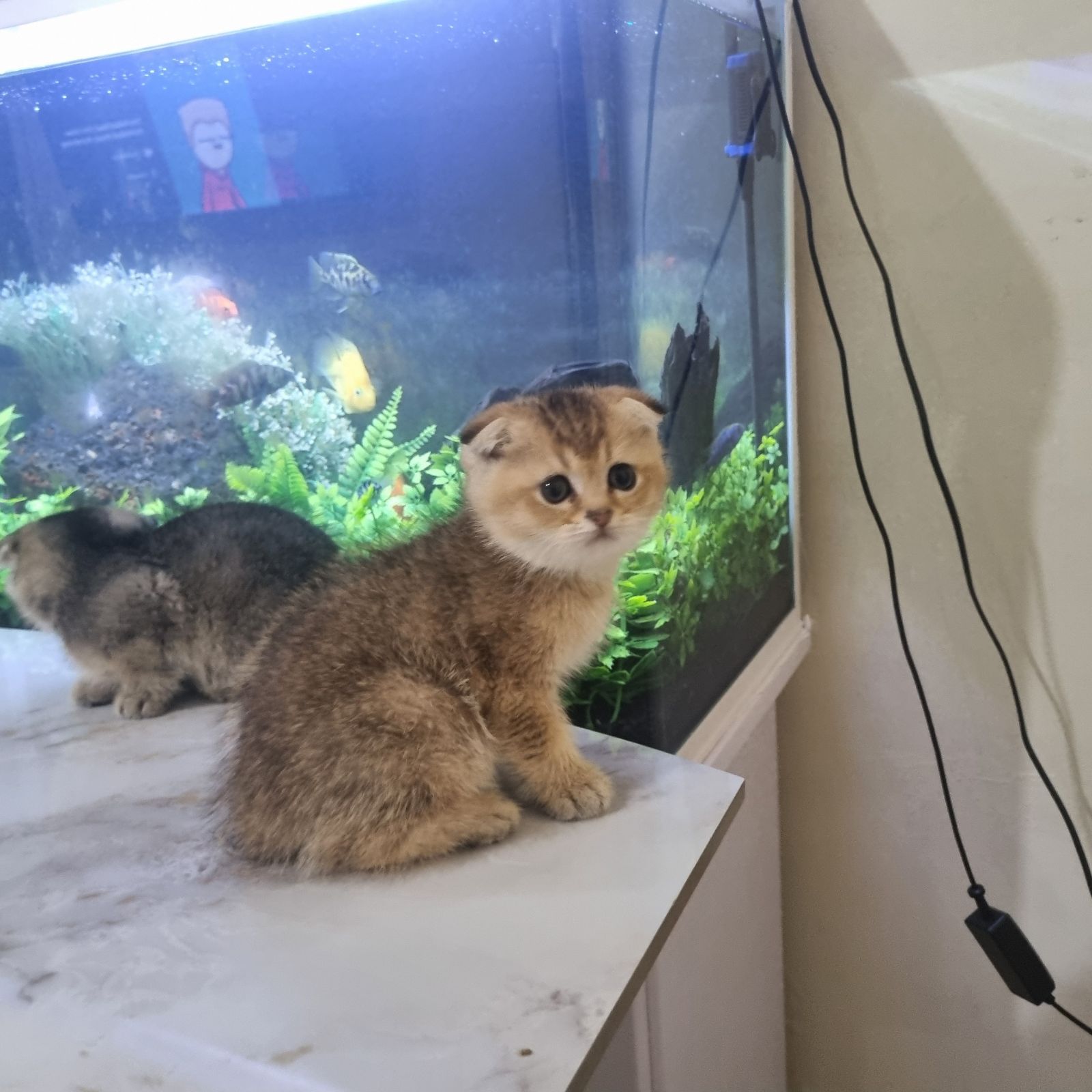 Scottish fold