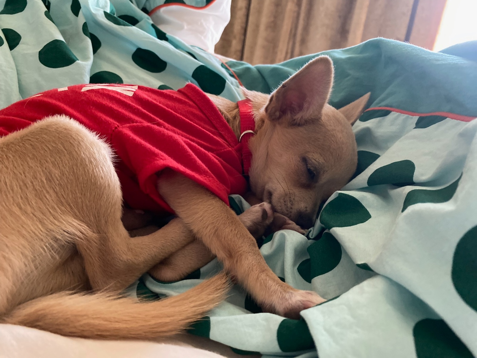 Chihuahua, 4 years old, healthy, very kind, loves kids, smart, knows 10+ tricks, beige colour, funny