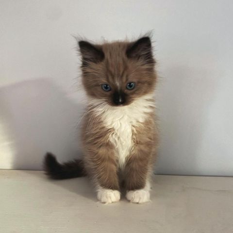 Male Ragdoll Kitten Available for Adoption – 16 Weeks Old