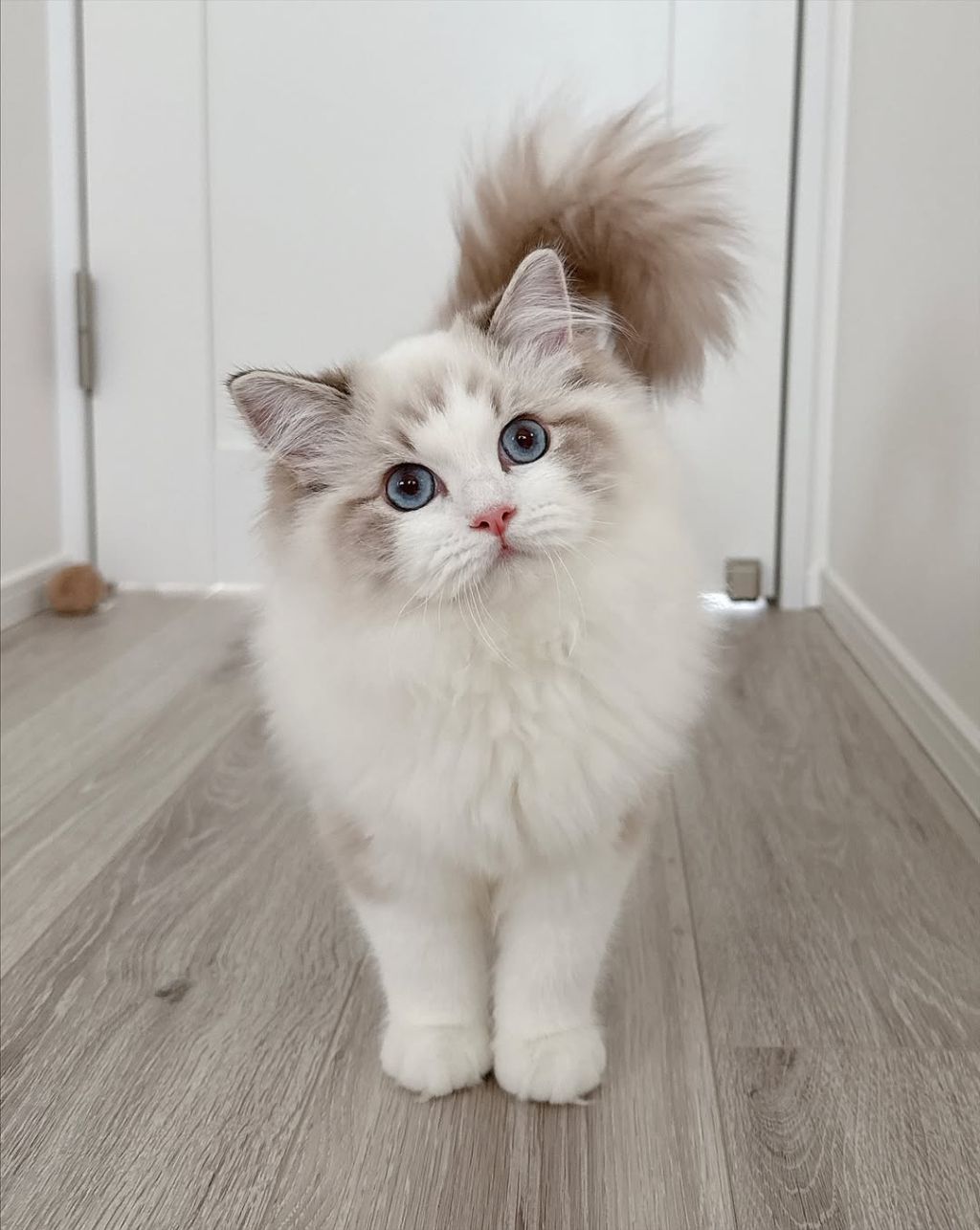 Beautiful Female Ragdoll for Adoption