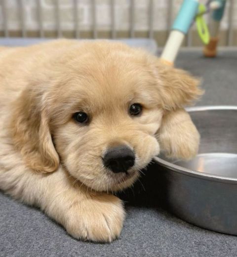 Free Adoption: 16-Week-Old Golden Retriever Puppy