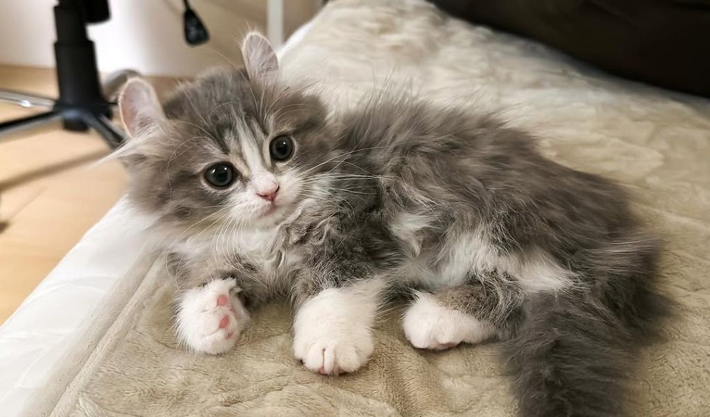 Free Adoption: 13-Week-Old Persian Kitten.