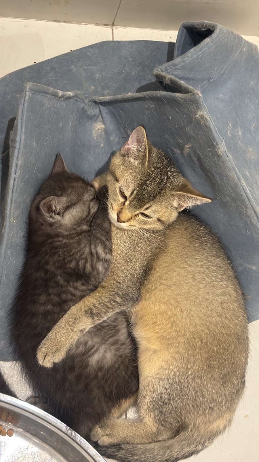 Kittens for sale