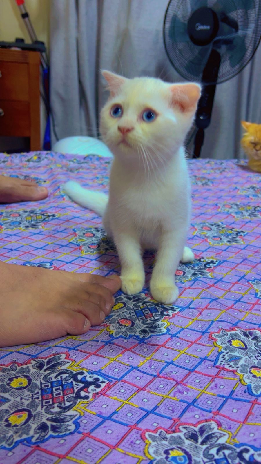 Cute kittens ready for new home