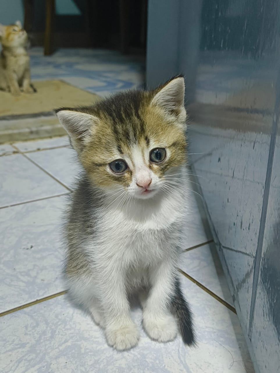 Adorable british shorthair kittens