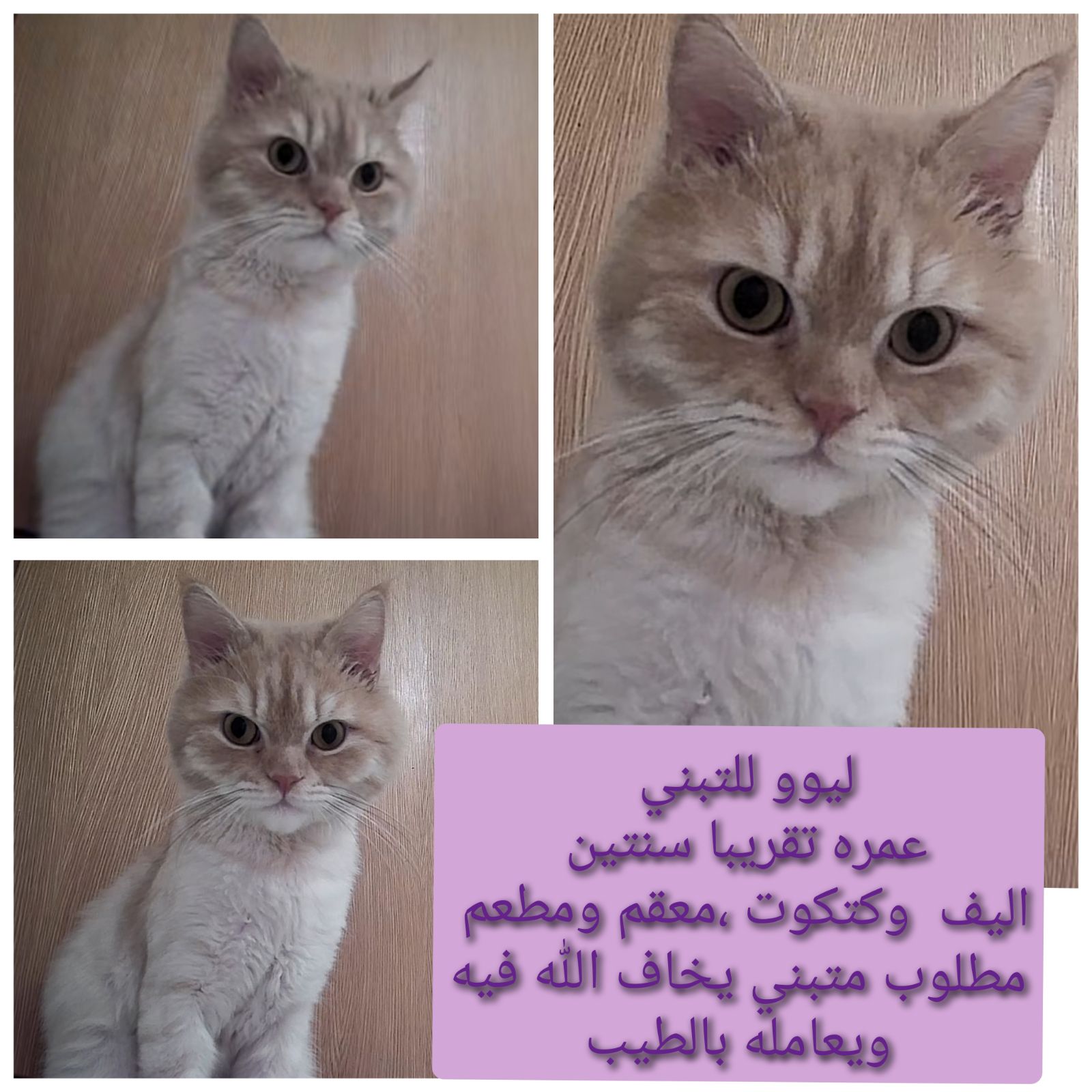 ليوو