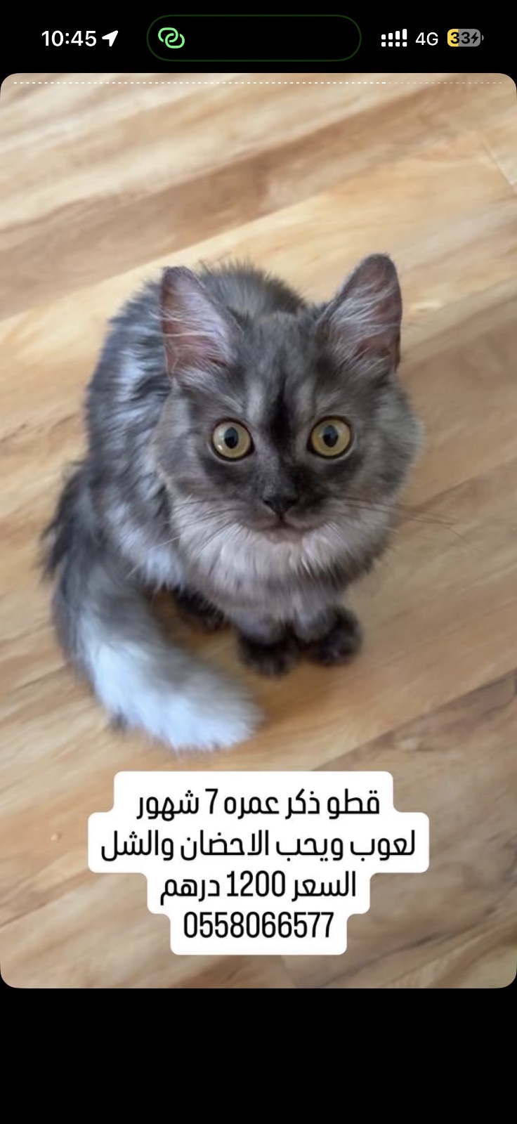 ذكر للبيع