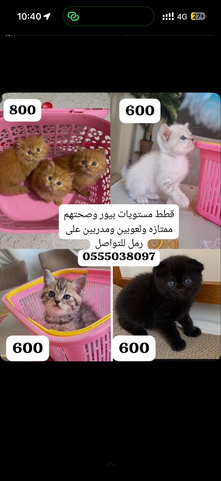 قطط بيور