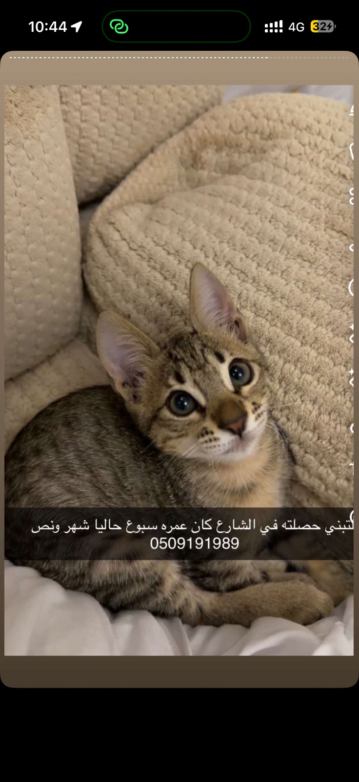 قطو شوارع صار قطو بيوت