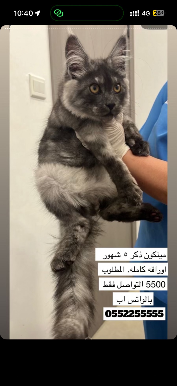 مينكون
