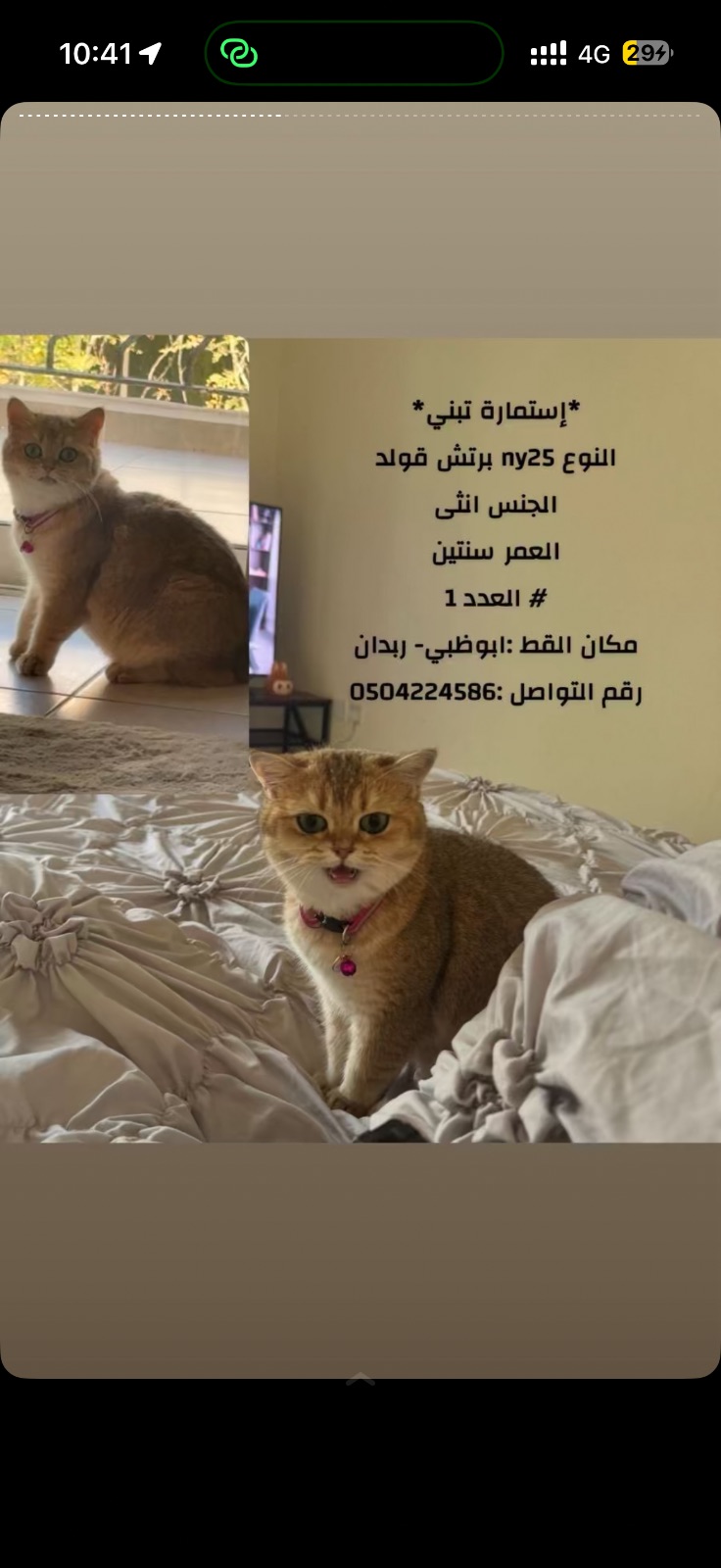 ny25 برتش قولد