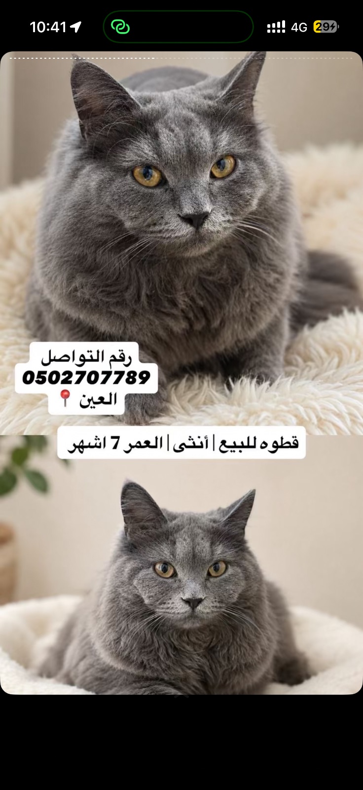 قطوه للبيع
