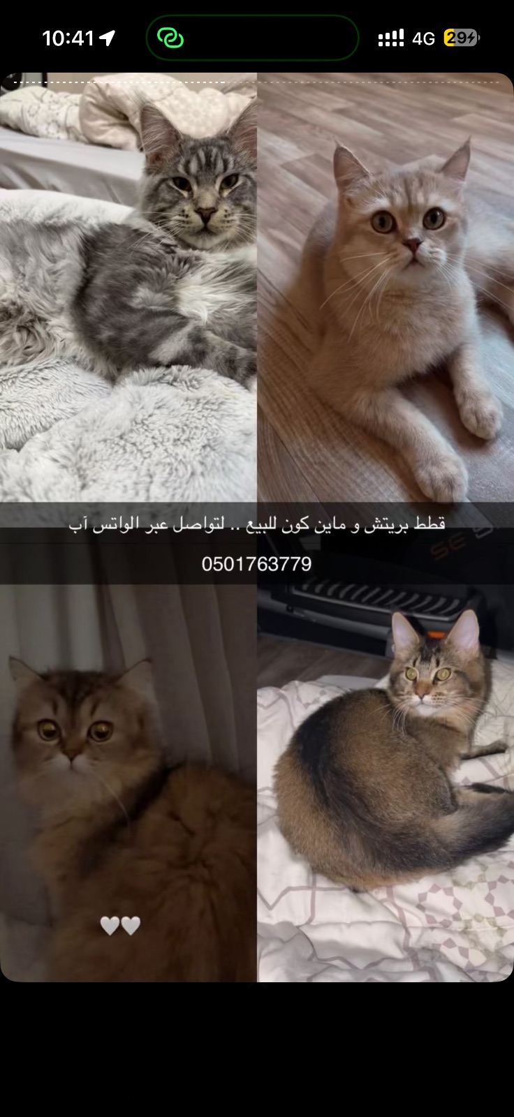 برتش و مينكون للبيع