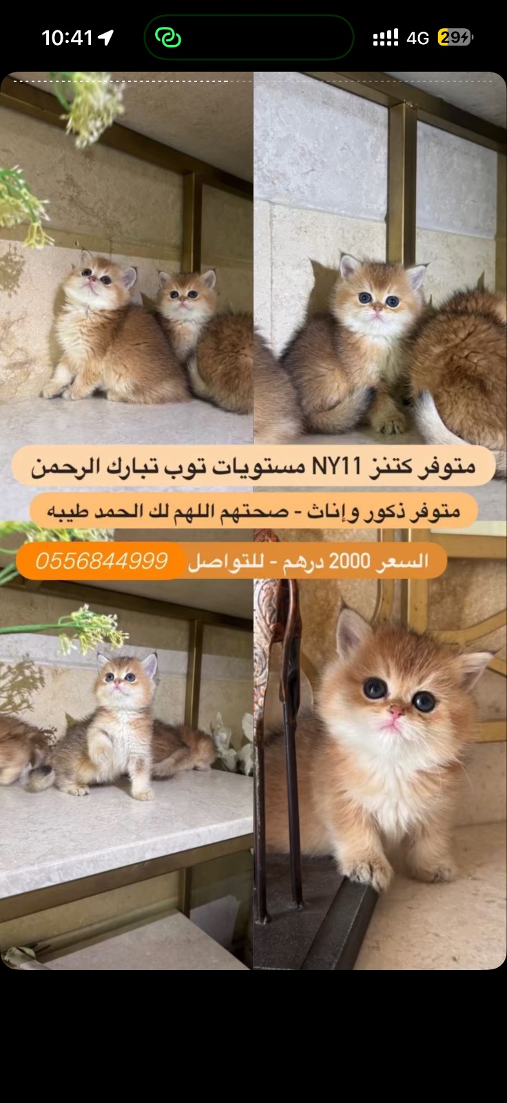 كتنز NY11