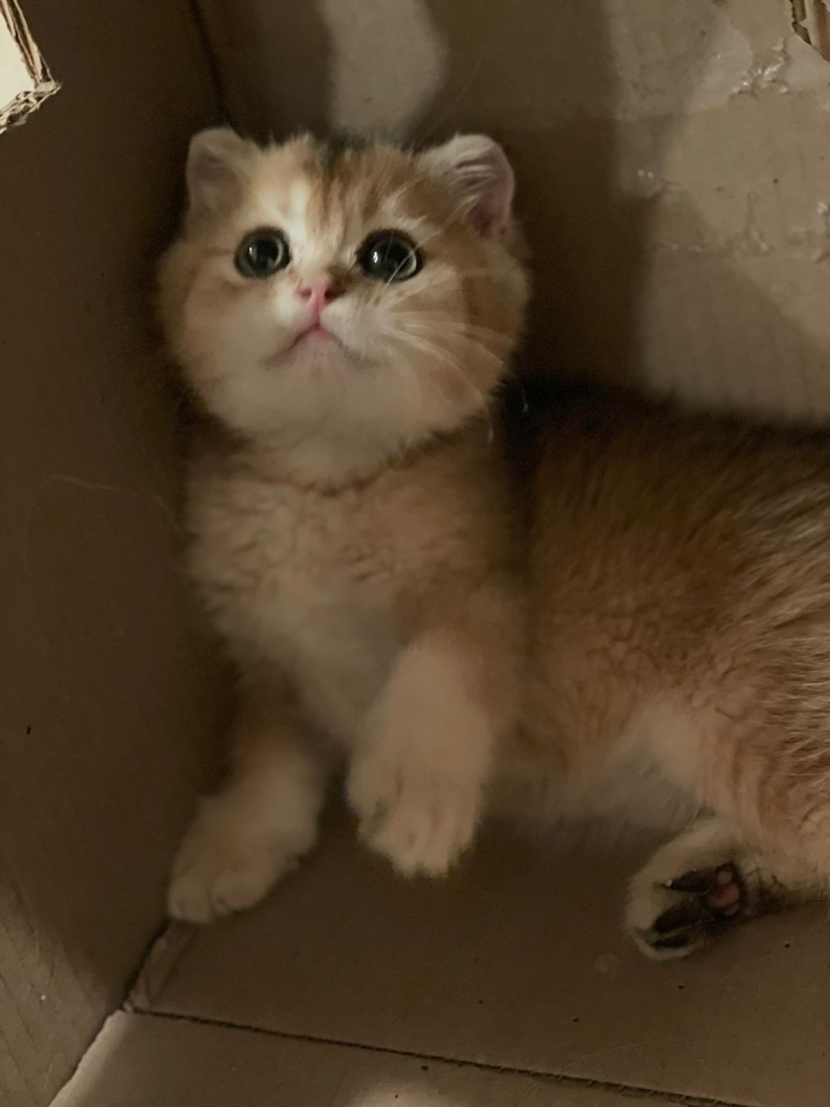 سكوتش فولد جولدن NY11