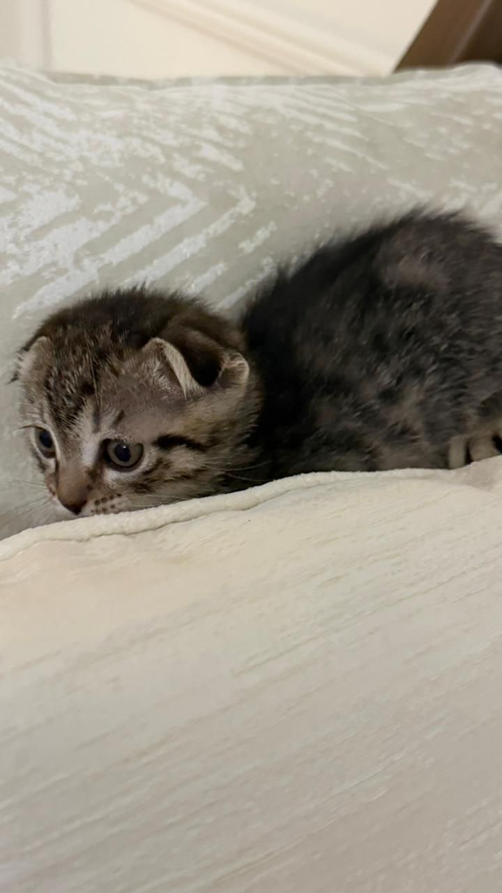 ثلاث كتن للتبني 🐾