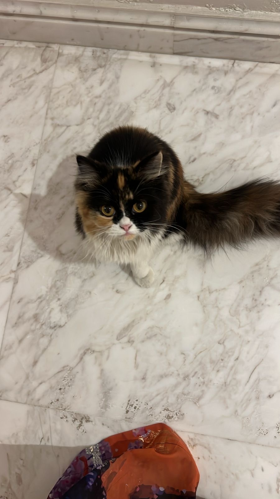 Adopt a lost cat
