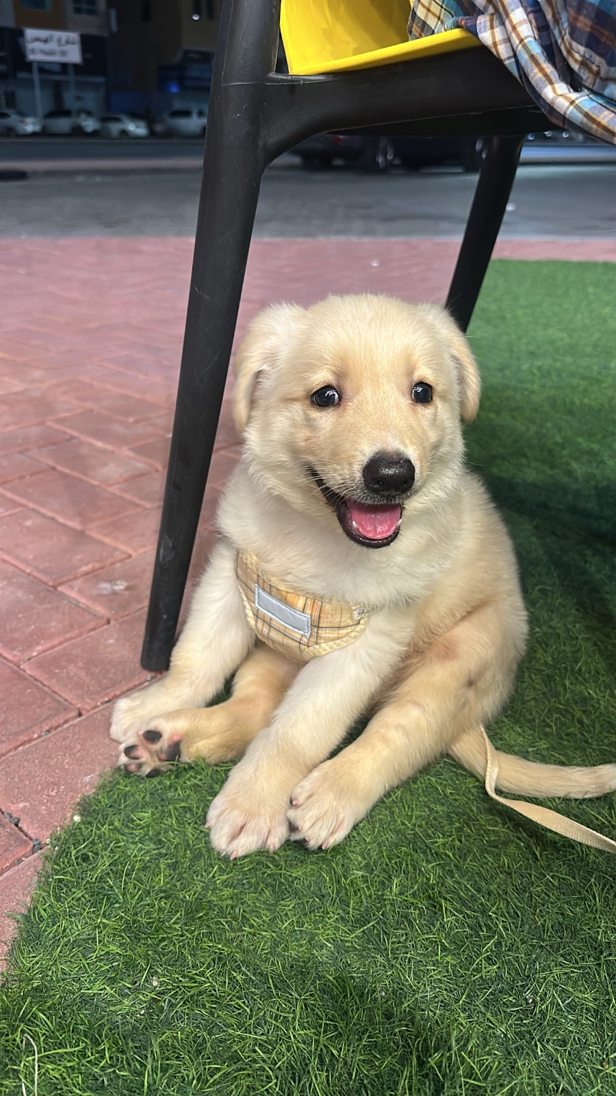 Golden retriever