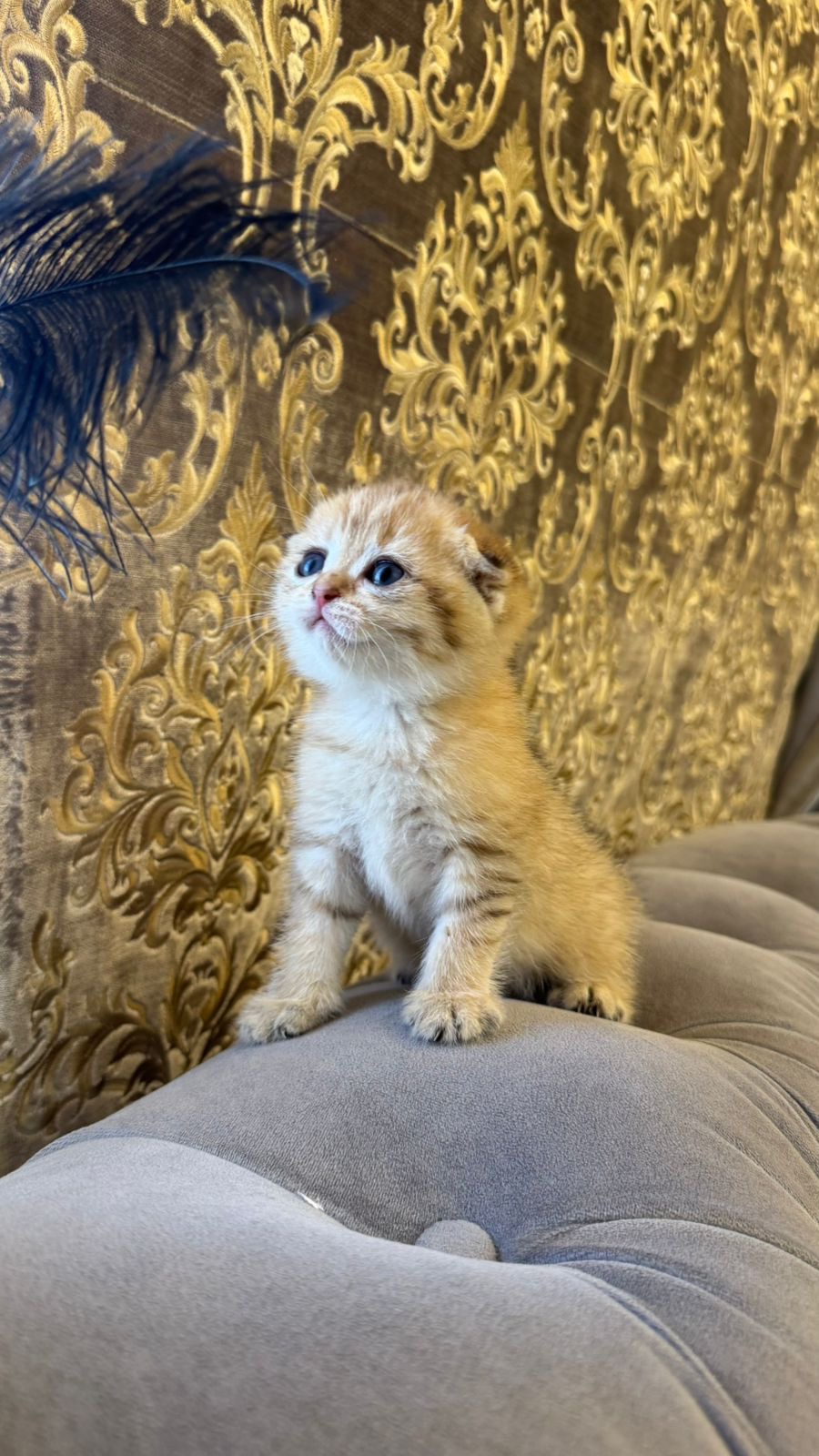Scottish fold ny11
