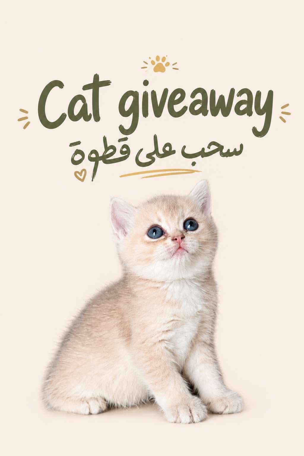 Cat giveaway ( BSH AY11)
