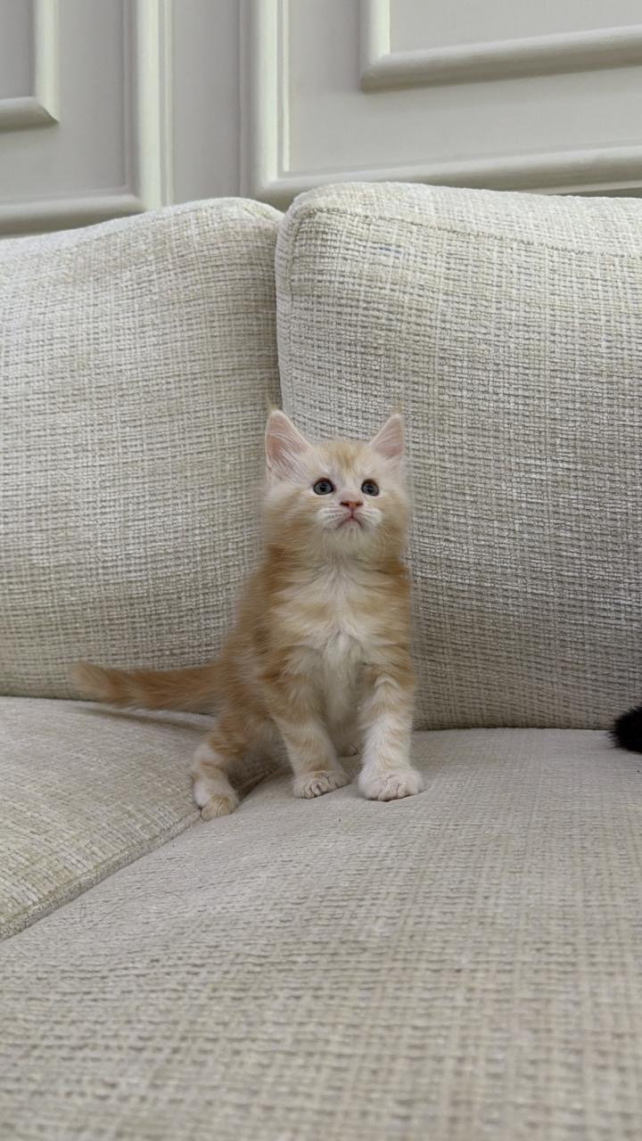 Male maine coon pure breed