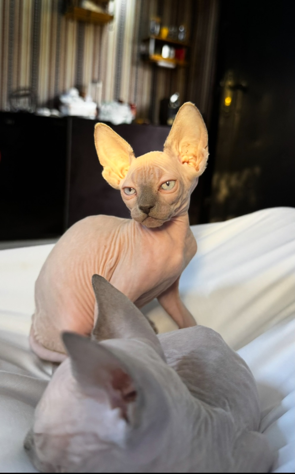Sphynx top quality